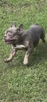 AKC registered Asher  , a male French Bulldog for sale in Burlington, NC – 7 of 9
