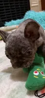Joseph, a male French Bulldog for sale in Burlington, NC – 3 of 5
