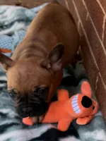 Brownie , a male French Bulldog for sale in Burlington, NC – 2 of 8