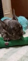 Joseph, a male French Bulldog for sale in Burlington, NC – 1 of 5