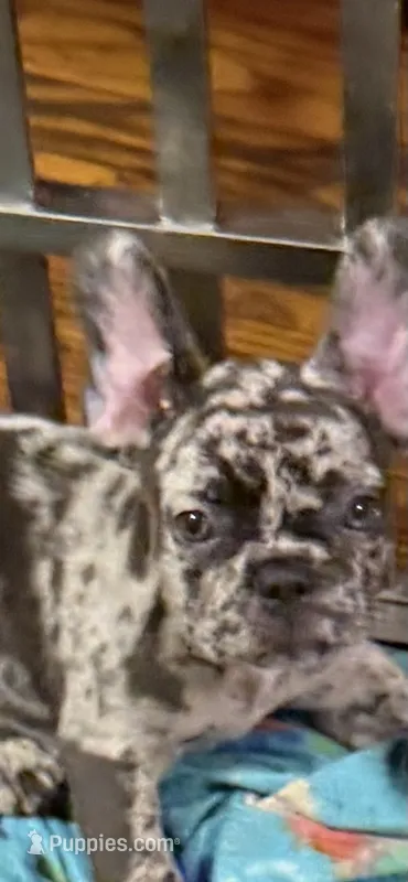 February  – French Bulldog puppy for sale in Burlington, NC