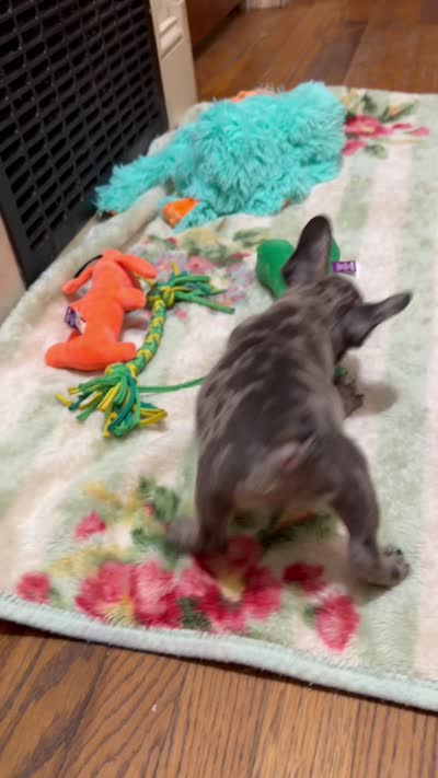 Joseph, a male French Bulldog for sale in Burlington, NC – 5 of 5