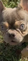 AKC registered Asher  , a male French Bulldog for sale in Burlington, NC – 2 of 10