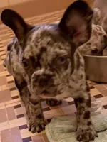 Logan, a male French Bulldog for sale in Burlington, NC – Photo 2 of 2