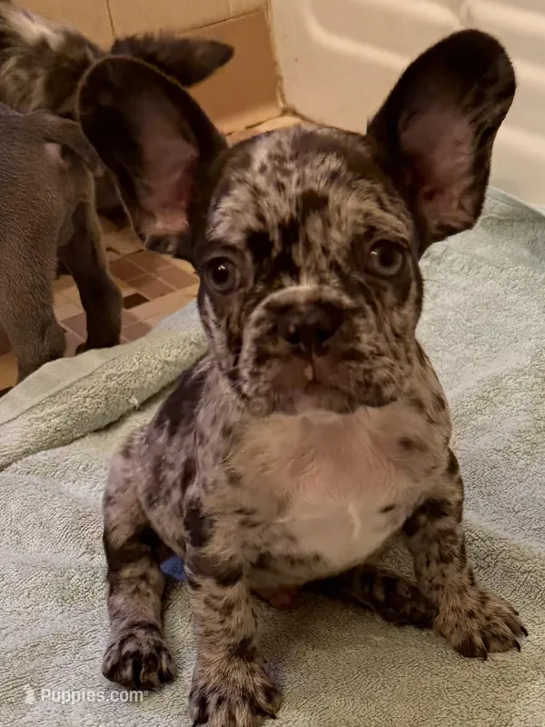 Logan – French Bulldog puppy for sale in Burlington, NC