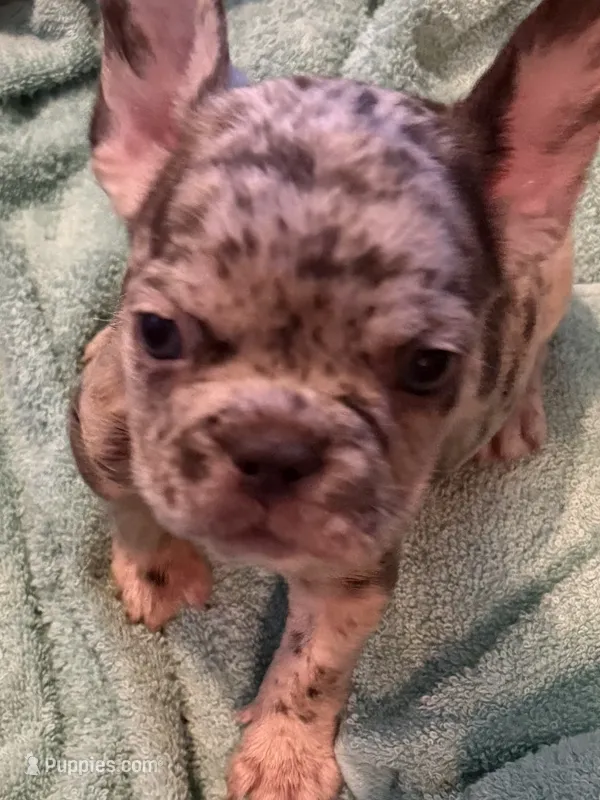 January  – French Bulldog puppy for sale in Burlington, NC