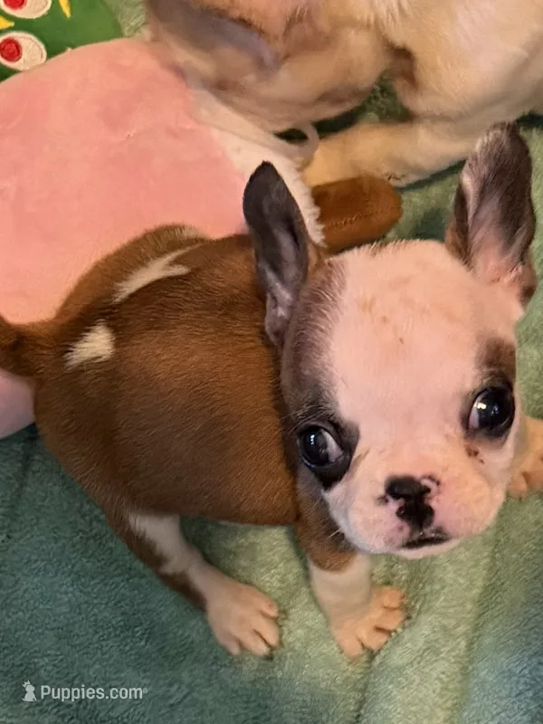 Martha – French Bulldog puppy for sale in Burlington, NC