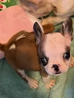 Martha, a female French Bulldog for sale in Burlington, NC – 1 of 4