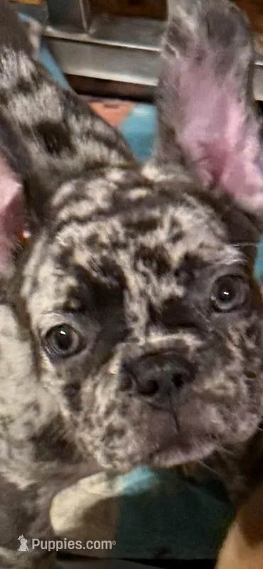 February  – French Bulldog puppy for sale in Burlington, NC