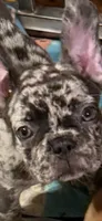 February , a female French Bulldog for sale in Burlington, NC – 1 of 9