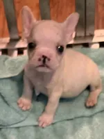 Jonathan, a male French Bulldog for sale in Burlington, NC – 5 of 6