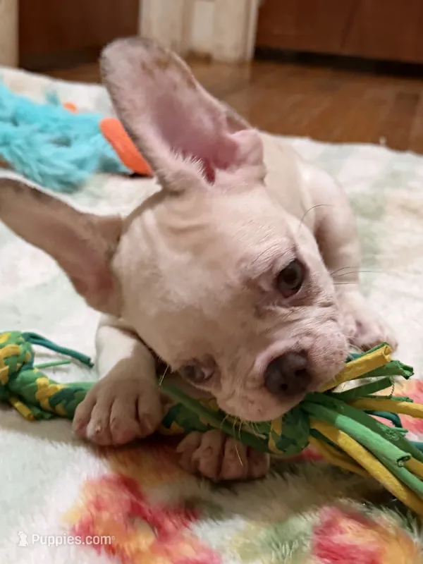 AKC Ronaldo – French Bulldog puppy for sale in Burlington, NC