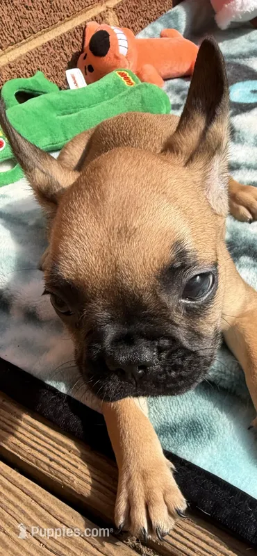Brownie  – French Bulldog puppy for sale in Burlington, NC