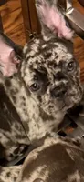 February , a female French Bulldog for sale in Burlington, NC – 9 of 9