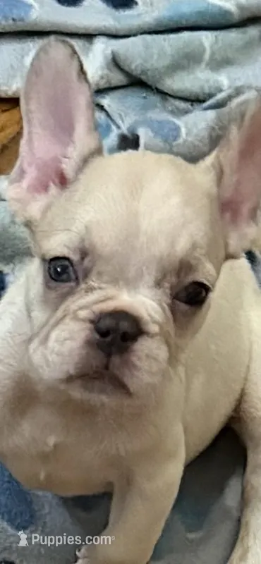 AKC Ronaldo – French Bulldog puppy for sale in Burlington, NC