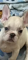AKC Ronaldo, a male French Bulldog for sale in Burlington, NC – 2 of 2