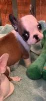 Martha, a female French Bulldog for sale in Burlington, NC – 3 of 4