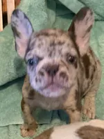 January , a male French Bulldog for sale in Burlington, NC – 2 of 3