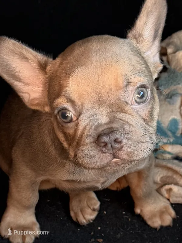 Teddy bear  – French Bulldog puppy for sale in Burlington, NC