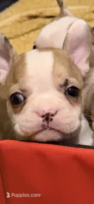 Spring pick up today