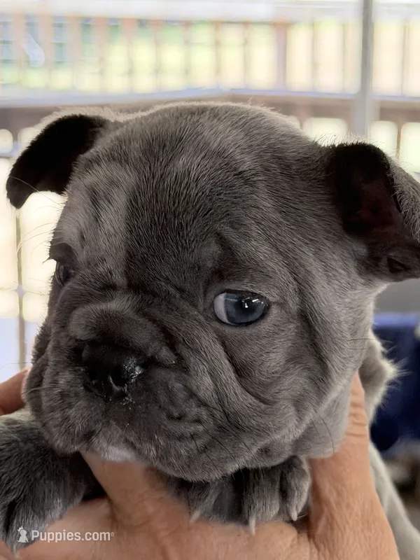 Berlin – French Bulldog puppy for sale in Burlington, NC