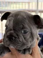 Berlin, a male French Bulldog for sale in Burlington, NC – 1 of 3