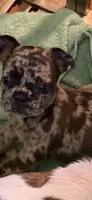 February , a female French Bulldog for sale in Burlington, NC – 3 of 3