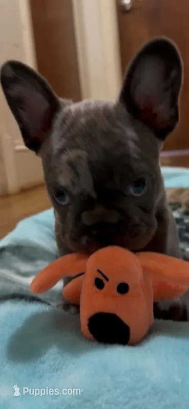 Berlin – French Bulldog puppy for sale in Burlington, NC
