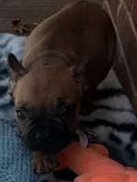 Brownie , a male French Bulldog for sale in Burlington, NC – 4 of 8