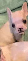 Jonathan, a male French Bulldog for sale in Burlington, NC – 2 of 6