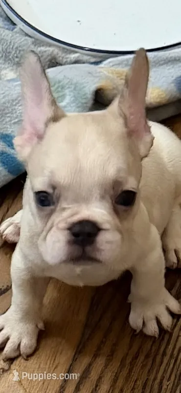 AKC Ronaldo – French Bulldog puppy for sale in Burlington, NC