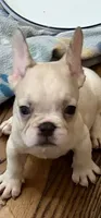 AKC Ronaldo, a male French Bulldog for sale in Burlington, NC – 1 of 2