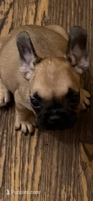 Brownie  – French Bulldog puppy for sale in Burlington, NC