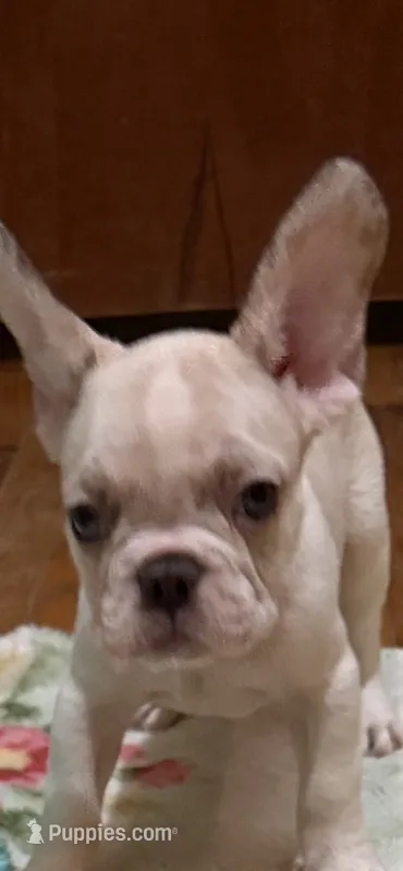 AKC Ronaldo – French Bulldog puppy for sale in Burlington, NC