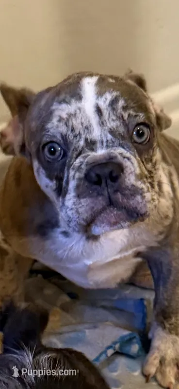 Champion Line AKC Thunder  – French Bulldog puppy for sale in Burlington, NC