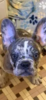 Champion Line AKC Thunder , a male French Bulldog for sale in Burlington, NC – Photo 2 of 3