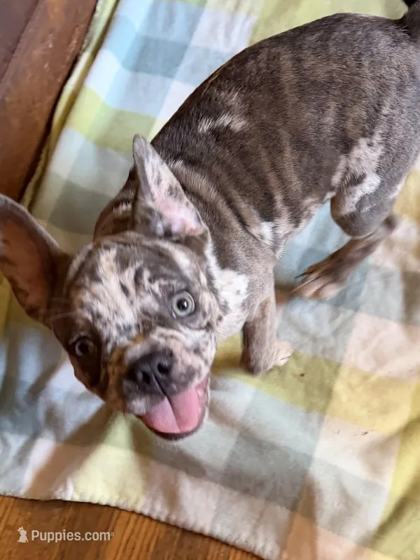 Champion Line AKC Thunder  – French Bulldog puppy for sale in Burlington, NC