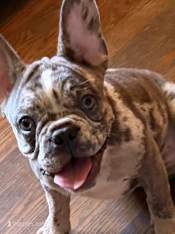 Champion Line AKC Thunder  – French Bulldog puppy for sale in Burlington, NC