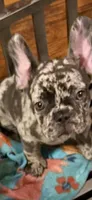 February , a female French Bulldog for sale in Burlington, NC – 7 of 9