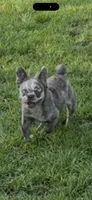 Juliet, a female French Bulldog for sale in Burlington, NC – 2 of 3
