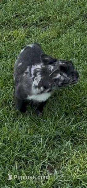 Romeo – French Bulldog puppy for sale in Burlington, NC