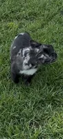 Romeo, a male French Bulldog for sale in Burlington, NC – 1 of 3