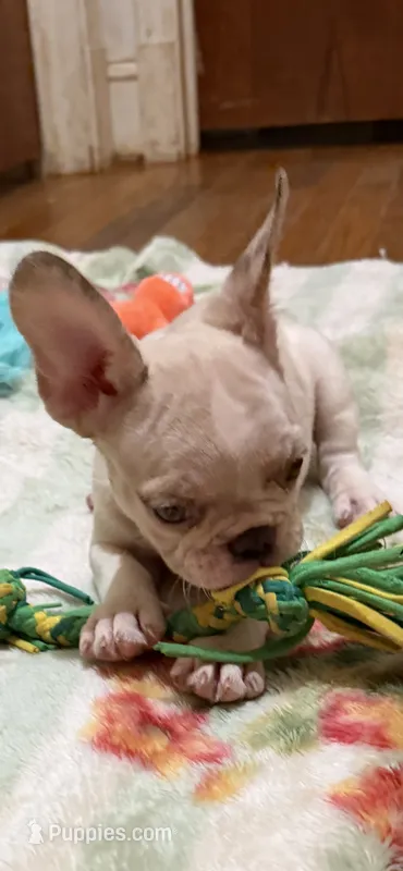 AKC Ronaldo – French Bulldog puppy for sale in Burlington, NC