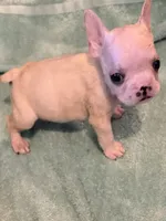 Jonathan, a male French Bulldog for sale in Burlington, NC – 6 of 6