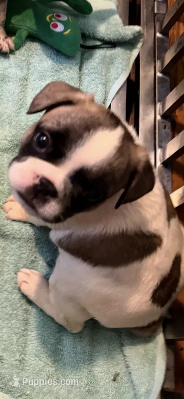 Eden – French Bulldog puppy for sale in Burlington, NC