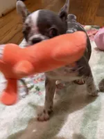Napoleona , a female French Bulldog for sale in Burlington, NC – 2 of 6