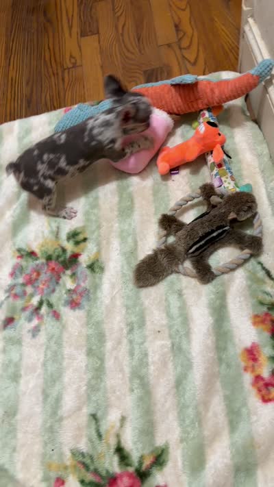 Napoleona, a female French Bulldog for sale in Burlington, NC – 3 of 3