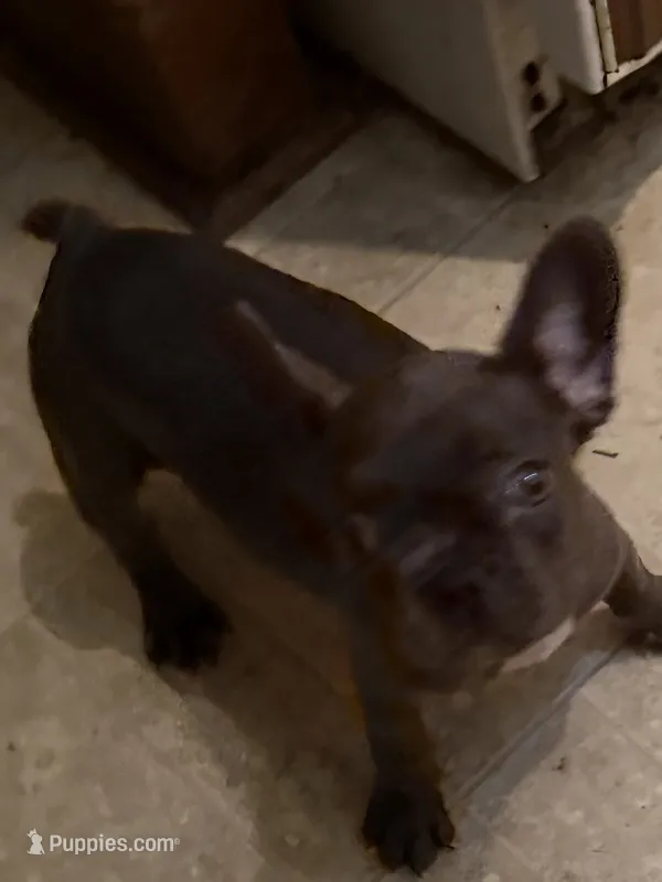 Genesis – French Bulldog puppy for sale in Burlington, NC