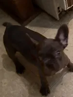 Genesis, a female French Bulldog for sale in Burlington, NC – 1 of 1