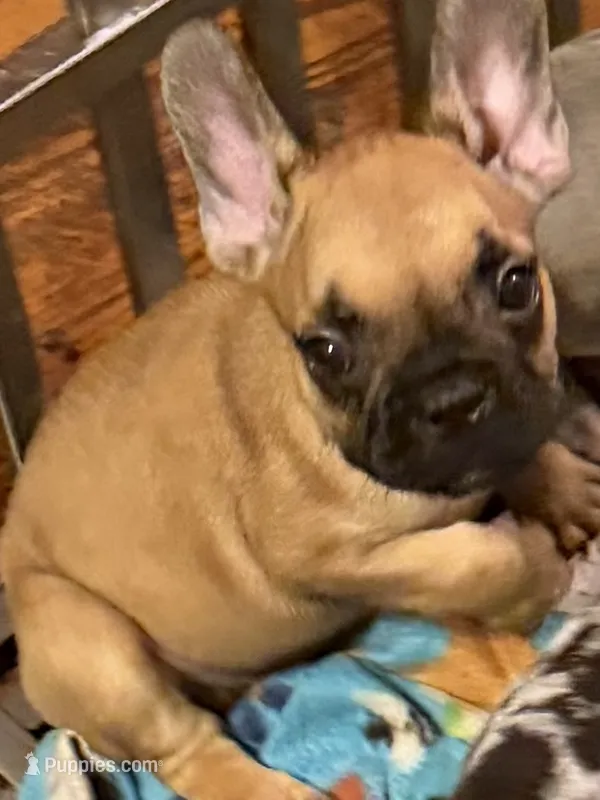 Brownie  – French Bulldog puppy for sale in Burlington, NC